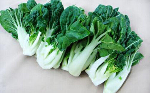 200 Canton pak choi Chinese Cabbage BokChoy Napa Cabbage Siu Bok Choy Vegetable Seeds