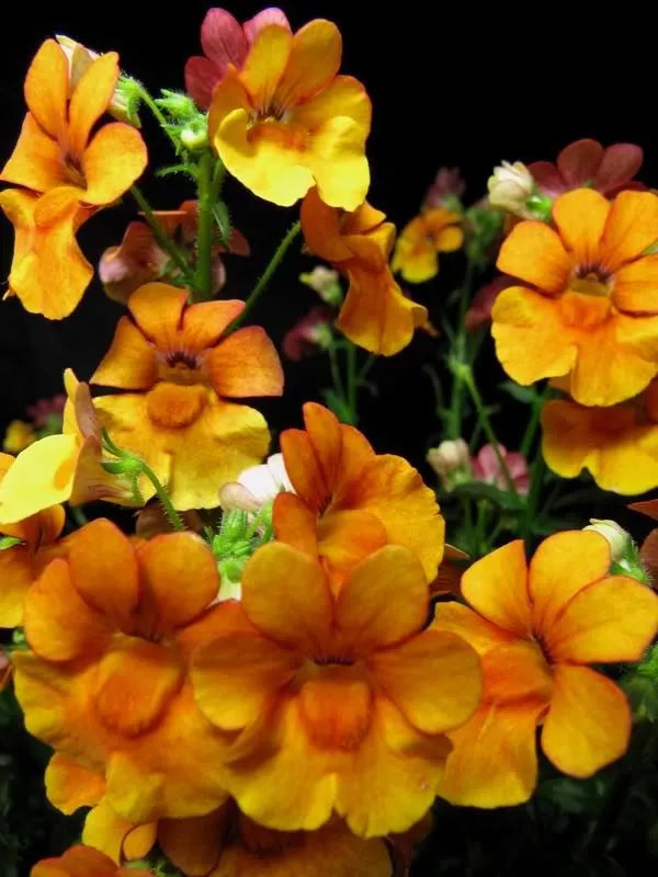 50 Orange Prince Nemesia Strumosa Flower Seeds | www.seedsplantworld.com