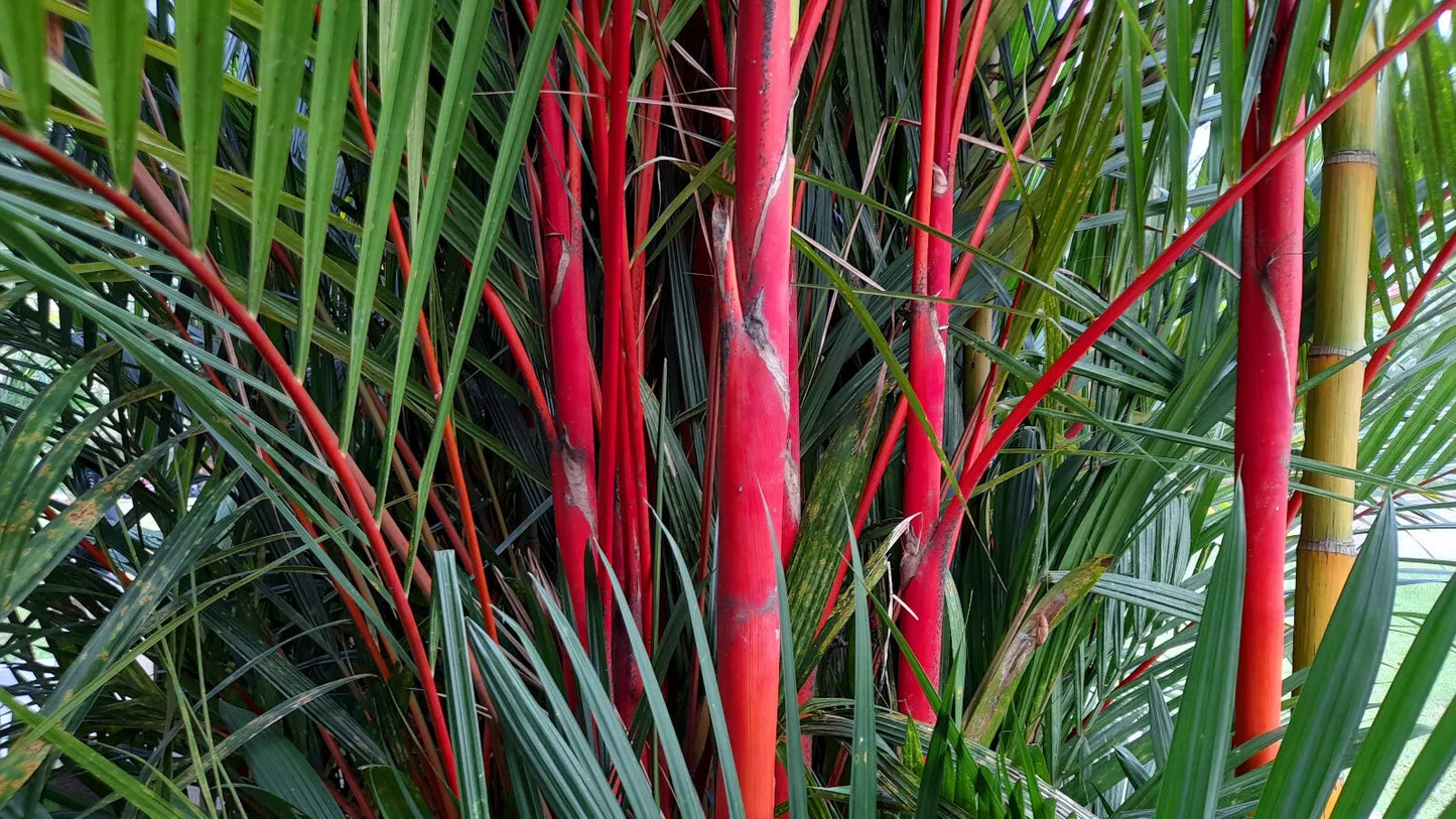 10 Red Lipstick Palm Sealing Wax Palm Cyrtostachys Renda Tree Houseplant Seeds | www.seedsplantworld.com