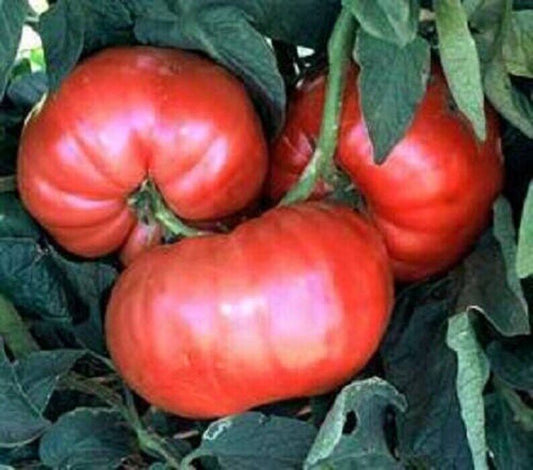 50 Ct Giant Belgium Pink Tomato Heirloom NON-GMO Vegetable Seeds | www.seedsplantworld.com