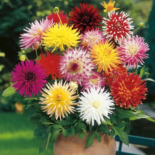 5 Cactus Dahlia Mixture Bulb Tuber Clumps Large Starburst Type Blooms Bulbs Plant | www.seedsplantworld.com