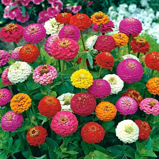 200+ Zinnia Lilliput Mix Colorful Annual Flower Seeds | www.seedsplantworld.com