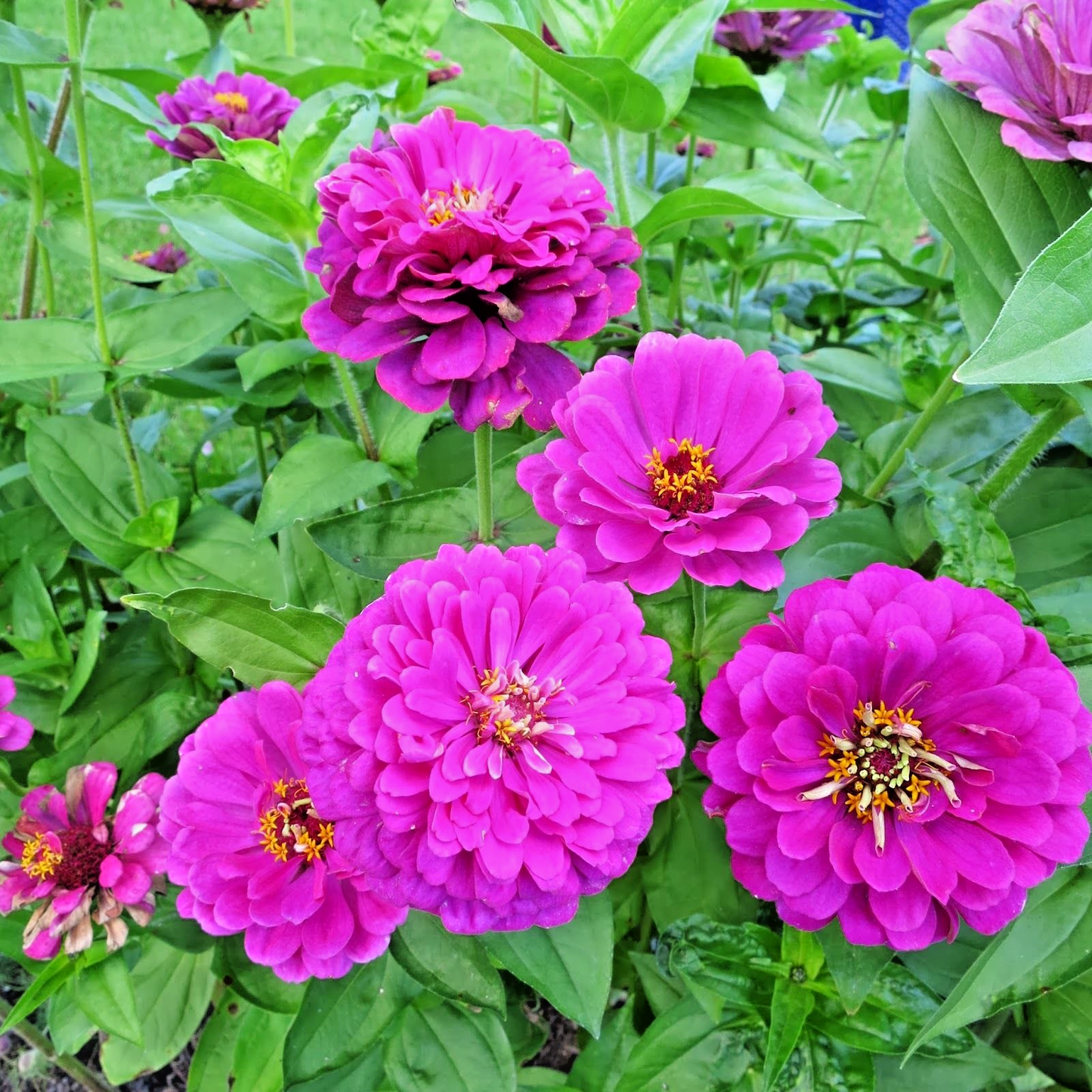 300 Purple Zinnia Flower Seeds