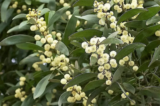 20 Australian Blackwood Tree Black Acacia Melanoxylon Wattle Yellow Flower Seeds | www.seedsplantworld.com