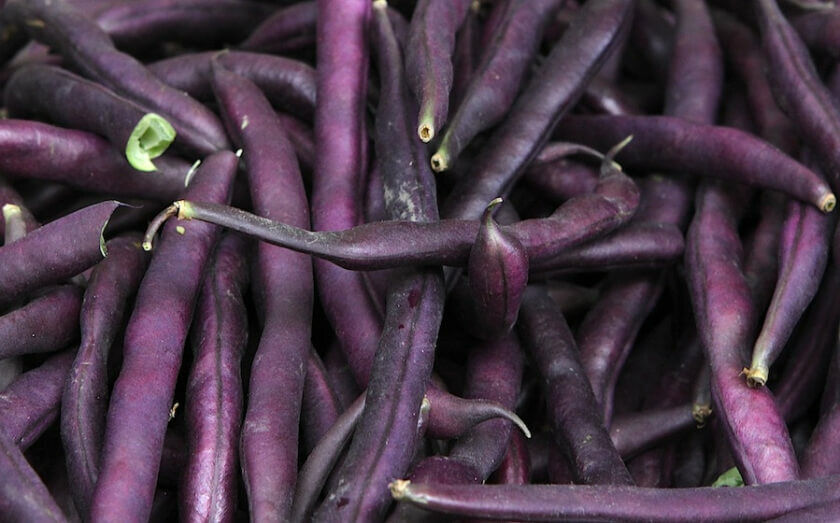 50 Ct Royal Burgundy Bean Purple Bush Heirloom Vegetable Seeds | www.seedsplantworld.com