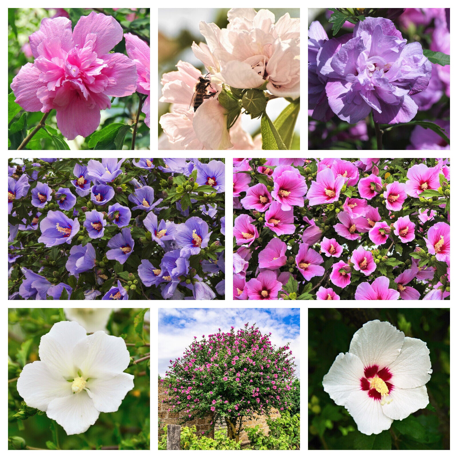 50 Mixed Colors Rose Of Sharon Hibiscus Syriacus Flower Tree Bush Seeds | www.seedsplantworld.com