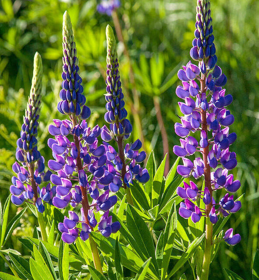 25 Lupine Annual Arroyo Quick Color Blue Flower Seeds | www.seedsplantworld.com