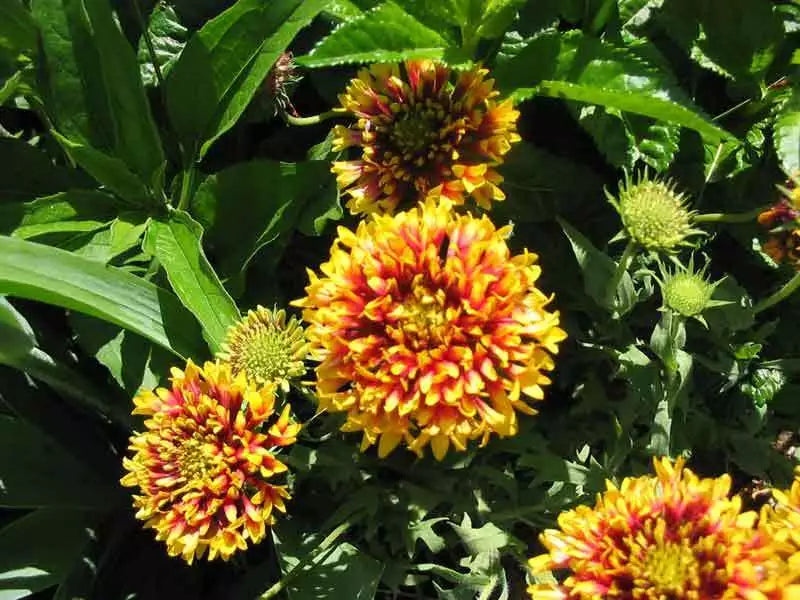 30 Sundance Bicolor Gaillardia Pulchella Indian Blanket Flower Seeds | www.seedsplantworld.com