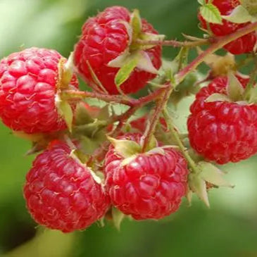 1 Dorman Red Live Raspberry Plant Ready For Planting (1-2 Yr Old) Fruit Plant