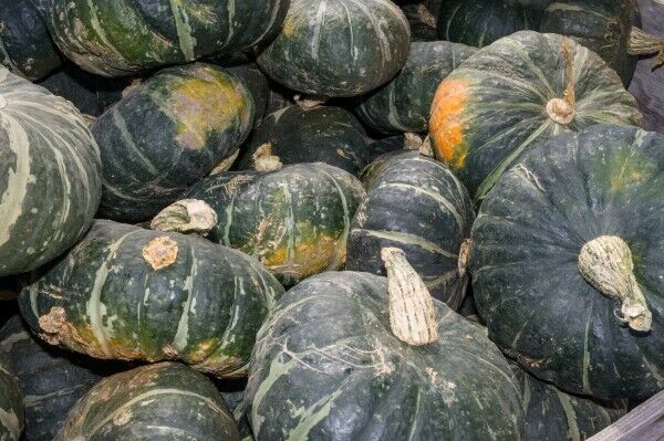 20 Ct Buttercup Squash Burgess Buttercup Winter Vegetable Seeds | www.seedsplantworld.com