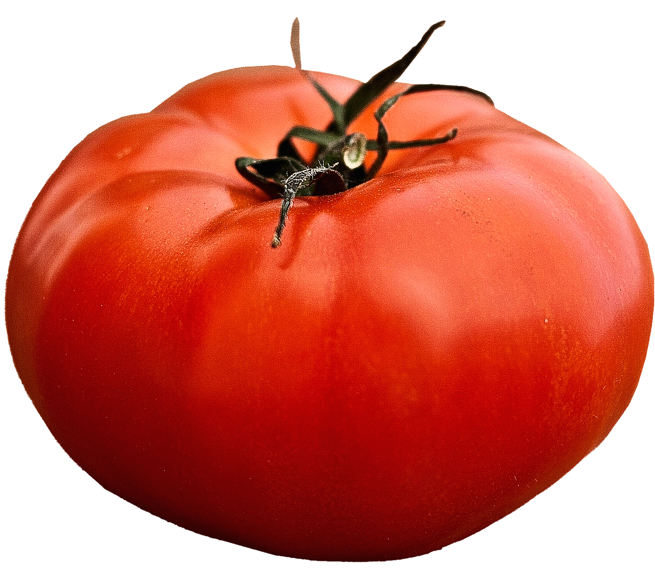 250 Tomato All-American Giant Beefsteak Massive Fruits Heirloom Vegetable Seeds | www.seedsplantworld.com