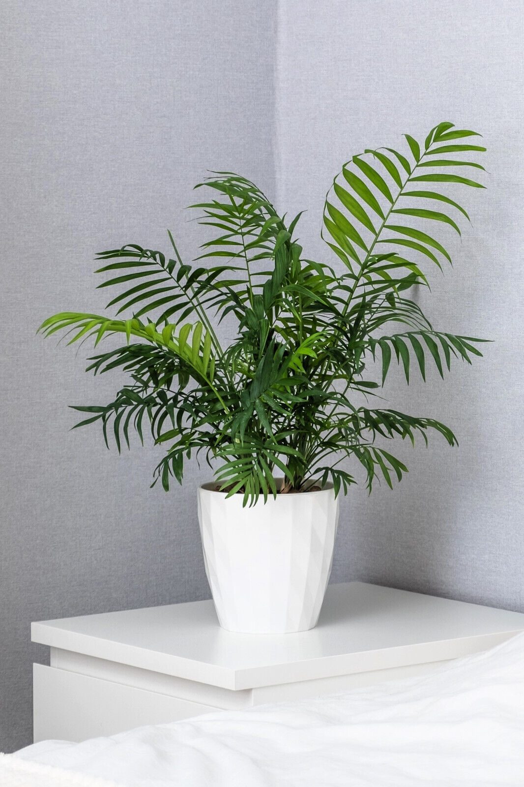 15 Parlor Palm Neanthe Bella Palm Chamaedorea Elegans Tree Houseplant Seeds | www.seedsplantworld.com