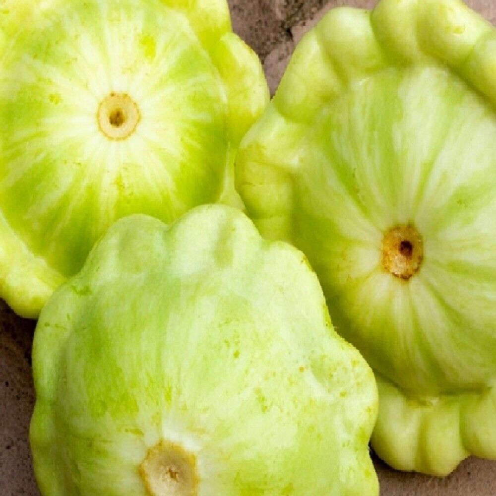 80 Bennings Green Tint Summer Squash NON-GMO Heirloom Fruit Seeds | www.seedsplantworld.com