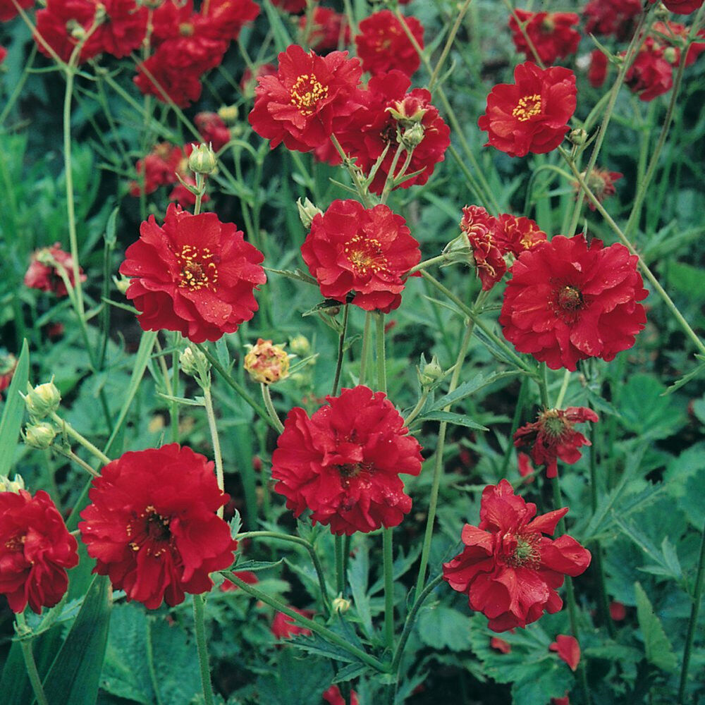 105 Geum Mrs. Bradshaw Red Flower Geum Flower Seeds | www.seedsplantworld.com