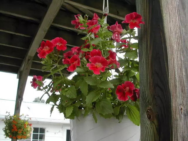 100 Twinkle Red Monkey Flower Mimulus Seeds | www.seedsplantworld.com