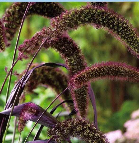 25 Red Jewel Millet Setaria Italica Ornamental Grass Flower Seeds | www.seedsplantworld.com