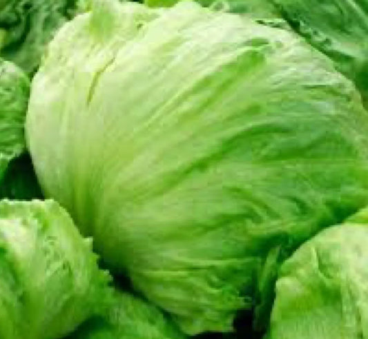 1200 Iceberg Batavian Lettuce Seeds (Lactuca Sativa) Non-Gmo Vegetable Seeds | www.seedsplantworld.com