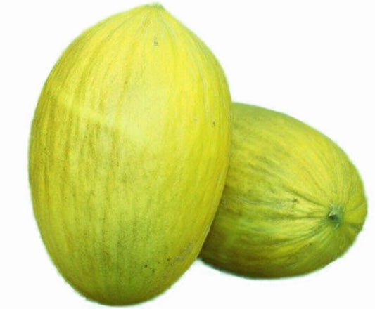 100 Amarillo Oro Melon NON-GMO Heirloom Fruit Seeds | www.seedsplantworld.com