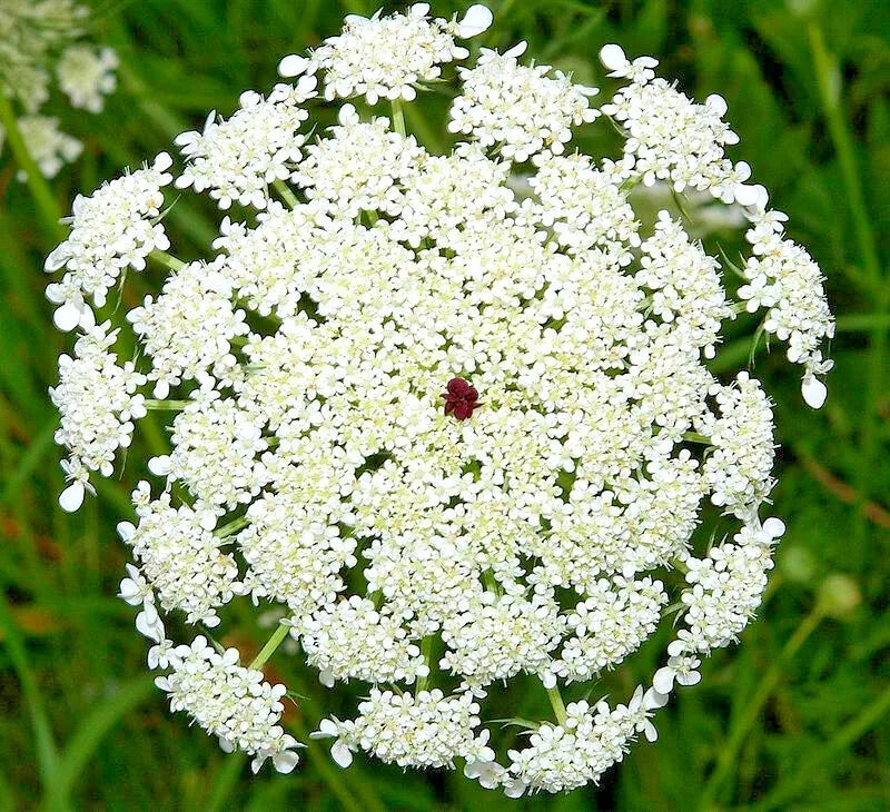 Queen Anns Lace 1000 Seeds