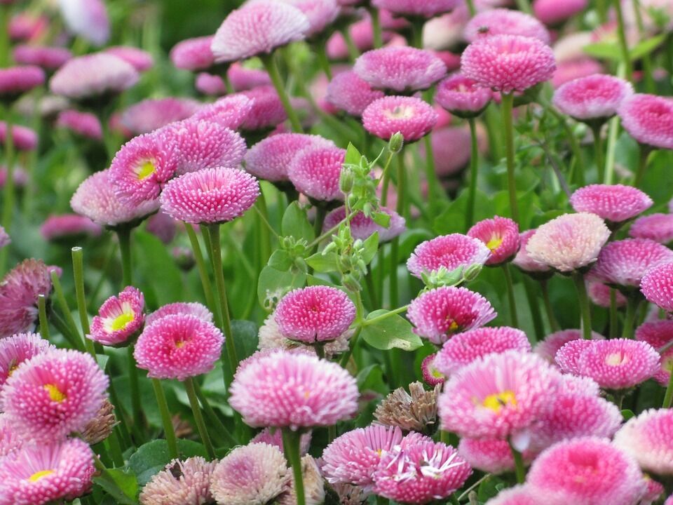 100 Pink English Daisy Bellis Perennis Flower Seeds | www.seedsplantworld.com