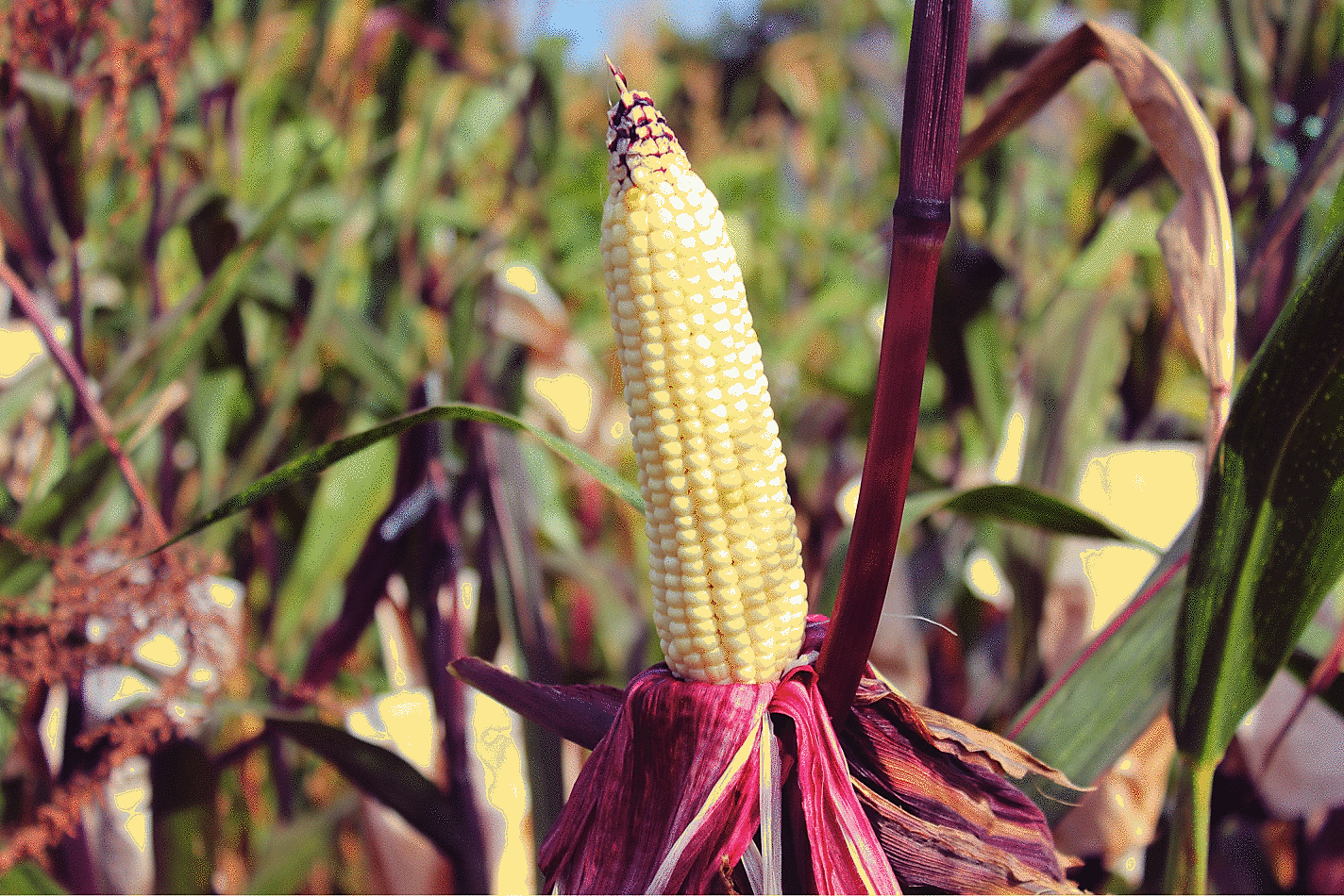 50 Kandy Korn Corn Sweet Yellow Corn Red Husk H.S.E. Zea Mays Vegetable Seeds | www.seedsplantworld.com