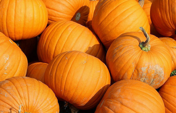 20 Ct Jack O Lantern Pumpkin Halloween NON-GMO Vegetable Seeds | www.seedsplantworld.com