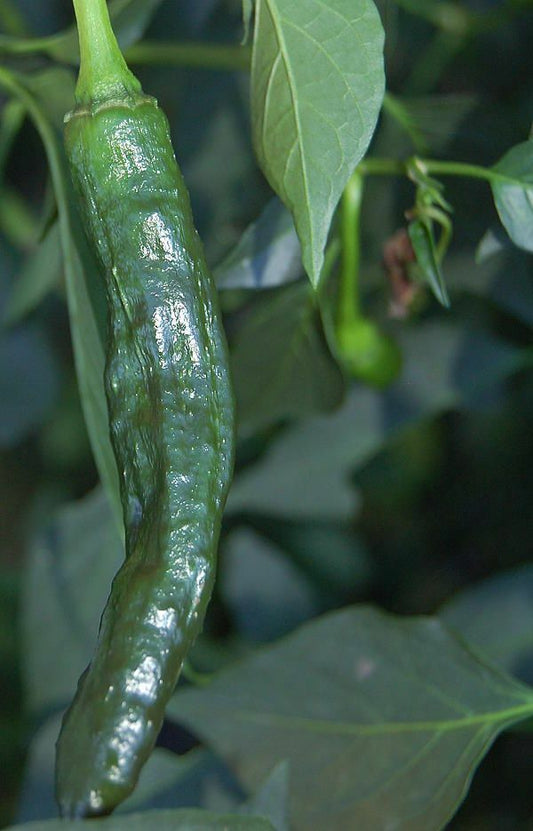 50+ Pasilla Bajio Hot Pepper NON-GMO Heirloom Vegetable Seeds | www.seedsplantworld.com