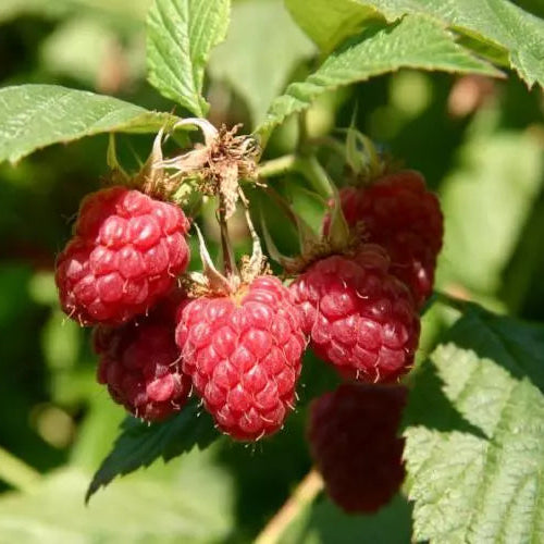 1 Tulamagic Raspberry Red Raspberry Plant (Everbearing) Organic Grown Fruit Plants