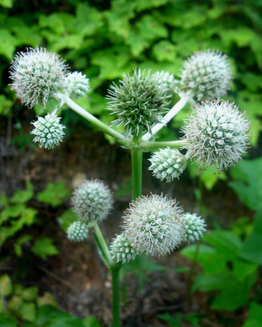 105 Rattlesnake Master Perennial White Flower Seeds | www.seedsplantworld.com