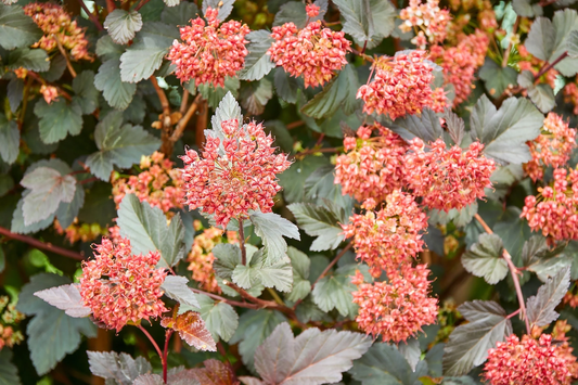 50 Pacific Ninebark Physocarpus Capitatus Western Native Flower Shrub Seeds | www.seedsplantworld.com