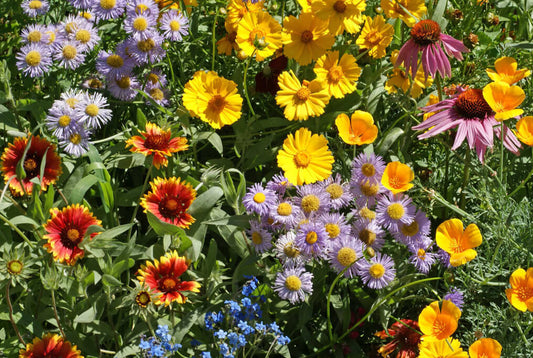 100+ Bee Wildflower Mix Colorful Mixture 15 Species Pollinators Flower Seeds | www.seedsplantworld.com