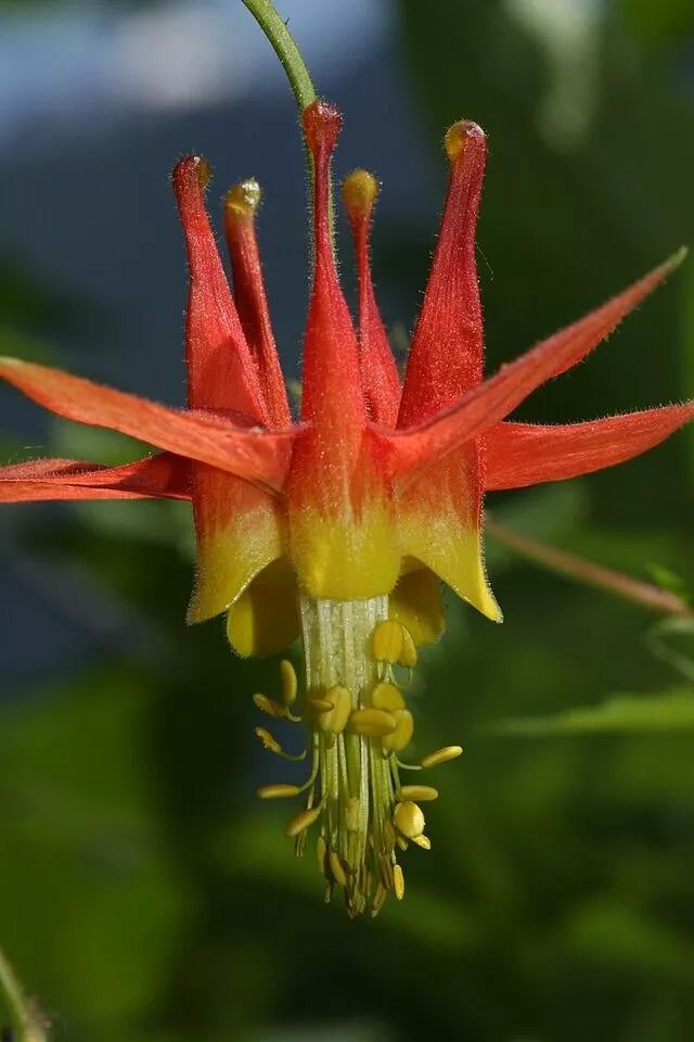 Western Red Columbine, 200 Seeds | www.seedsplantworld.com