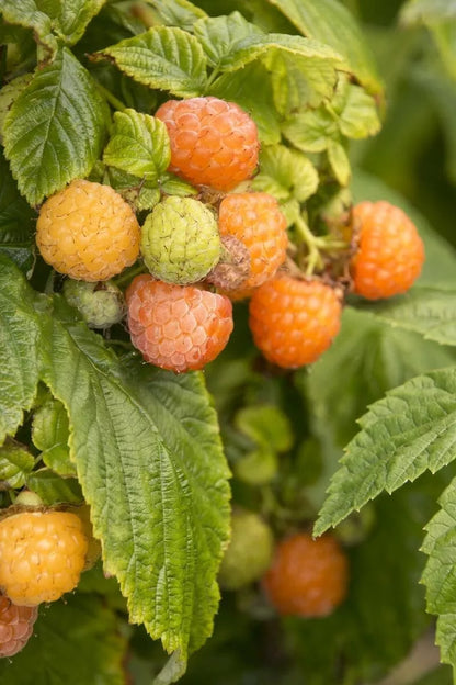 2 Fall Gold Live Raspberry Plants Pruned & Ready For Planting (1-2 Yr Old) Fruit Plant