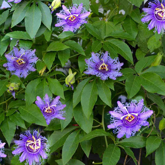 11 Passion Flower Purple Maypop Apricot Vine Flower Seeds | www.seedsplantworld.com