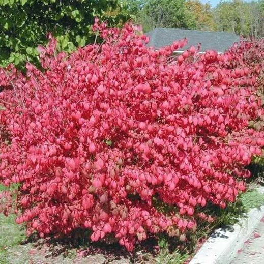 10 Dwarf Burning Bush Hardy Bare Root Plants Euonymus Alatus Shrub Live Plant 4-10" Tall