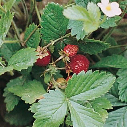 50 Strawberry Seeds (Alexandria) Great Heirloom Fruit Vegetable Seeds | www.seedsplantworld.com