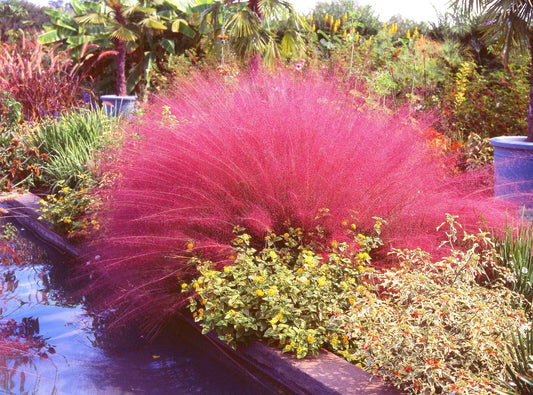 40 Pink Muhly Grass Cotton Candy Grass Muhlenbergia Capillaris Native Seeds | www.seedsplantworld.com