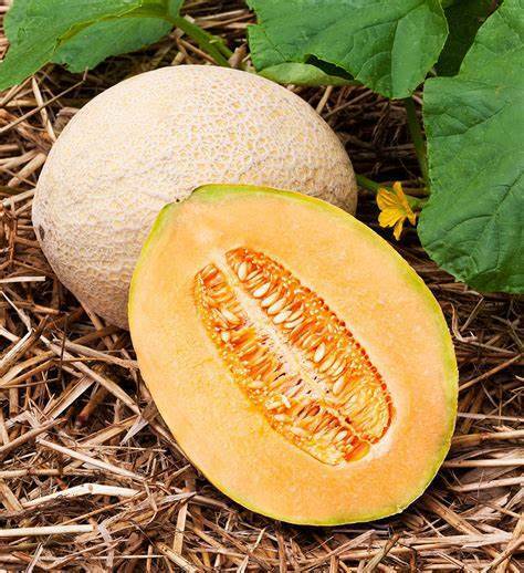 50+ Hale's Best Jumbo Cantaloupe Melon NON-GMO Fruit Seeds | www.seedsplantworld.com