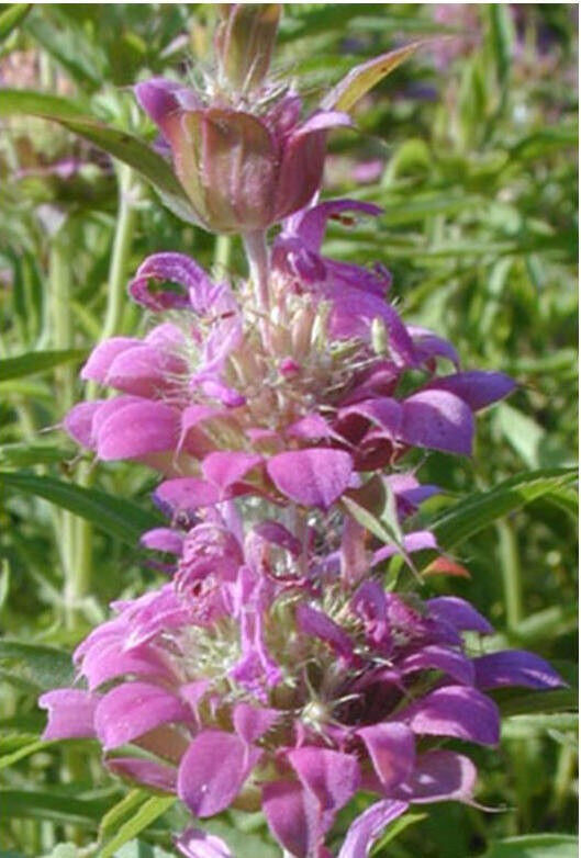 1200 Lemon Mint Attract Hummingbirds Purple Flower Seeds | www.seedsplantworld.com