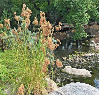 1000 Wool Grass Native Wetlands Grass Seeds