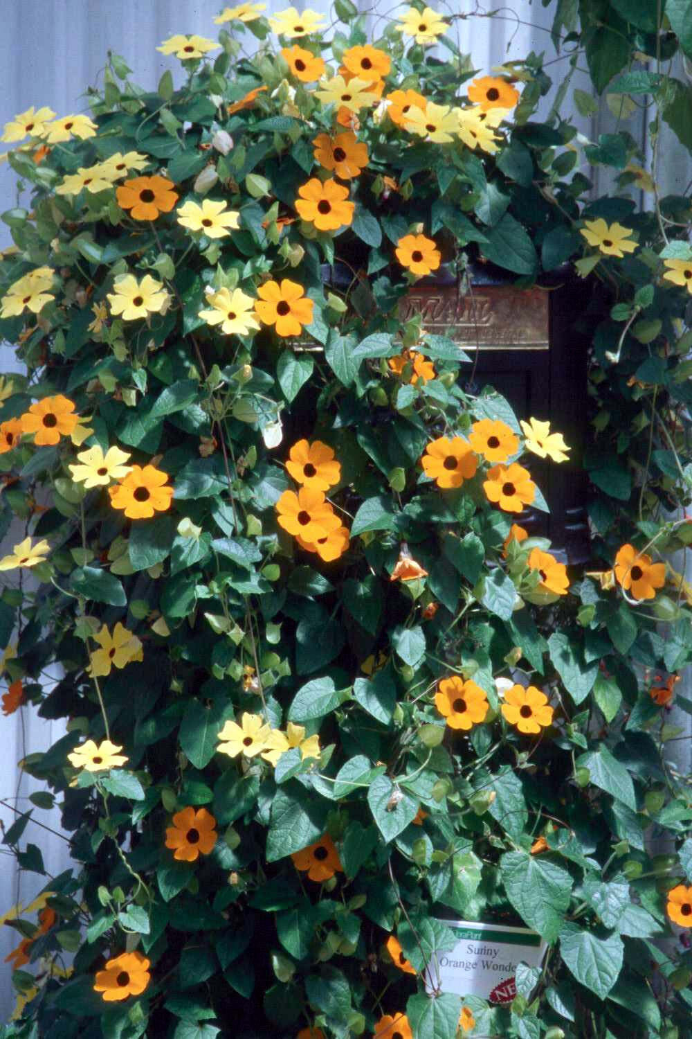 55 Black-Eyed Susan Vine Thunbergia Yellow Flower Seeds | www.seedsplantworld.com