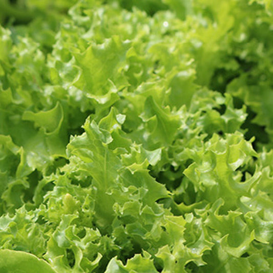 600+ Tango Leaf Lettuce Garden Heirloom NON-GMO Vegetable Seeds | www.seedsplantworld.com