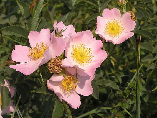 50 Thornless Pink Dog Brier Rose Bush Rosa Canina Victory Garden Flower Seeds | www.seedsplantworld.com