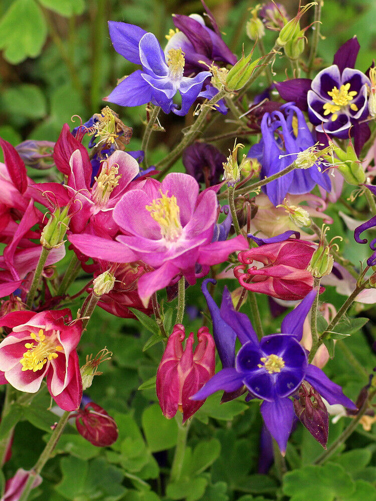 300+ Aquilegia Mckana's Giant Columbine Mixed Colors Seeds | www.seedsplantworld.com