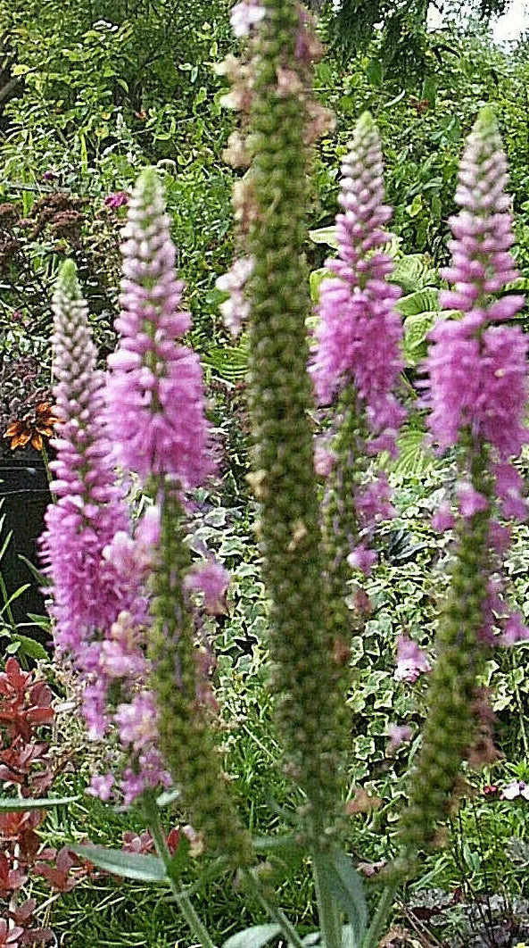 Pink Veronica Longifolia, 101 Seeds