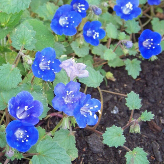 1000 Bluebell California Blue Bell Flower Seeds | www.seedsplantworld.com