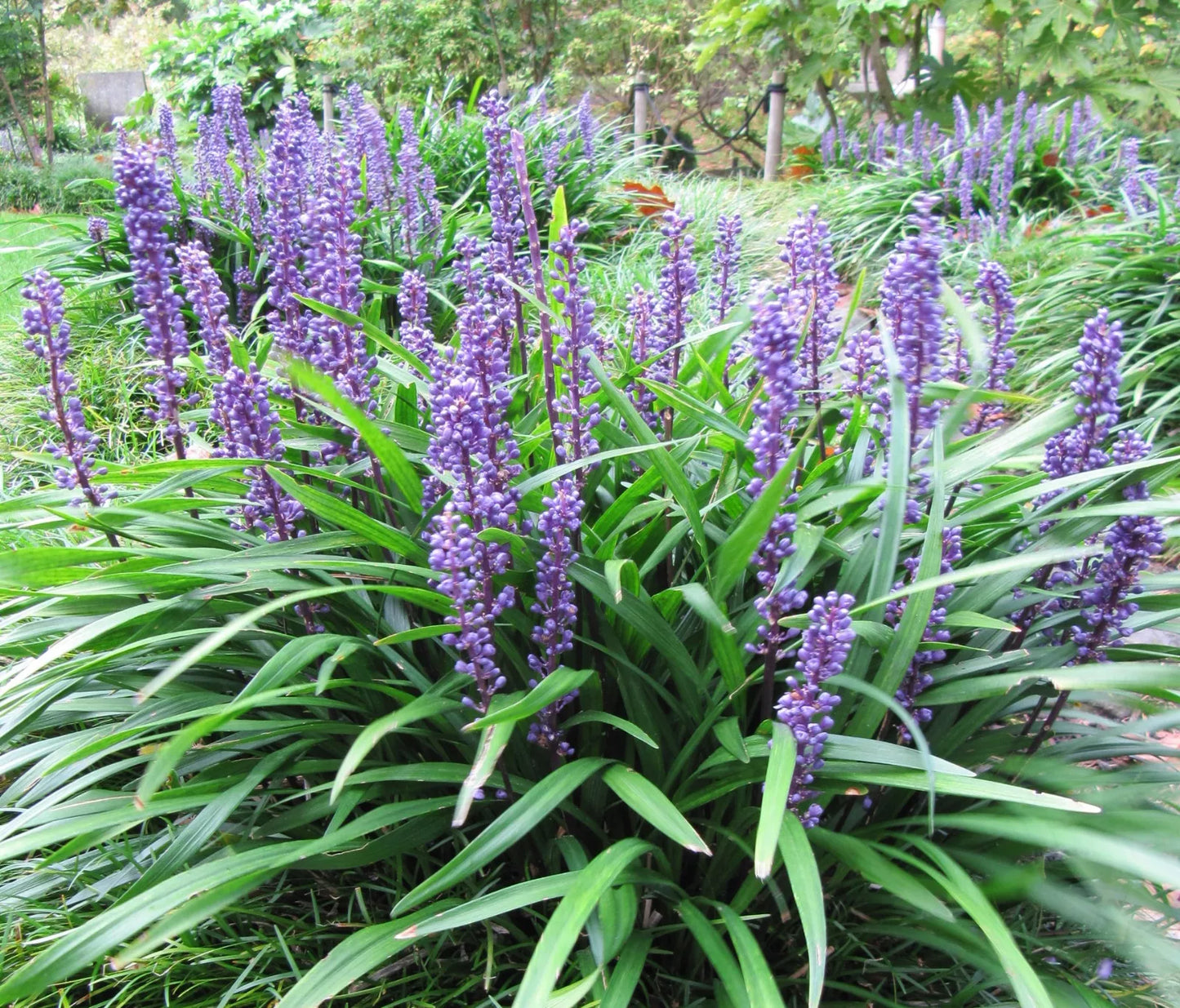 5 Lilyturf Liriope Muscari Aka Big Blue Lily Turf / Monkey Grass Flower Seeds | www.seedsplantworld.com