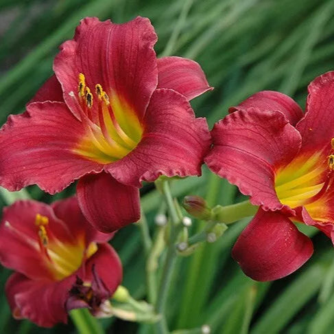 Daylily Ruby Stella Live Perennial Bare Root Bulb Plant