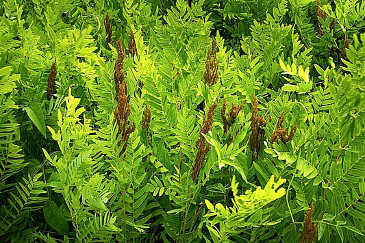 Royal Fern 1000 Spores Seeds