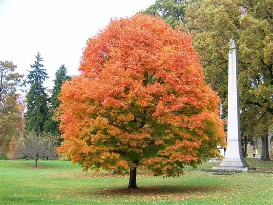 Sugar Maple Tree (Acer Saccharum) Live Plant  In A Quart Pot 6-12" In Height